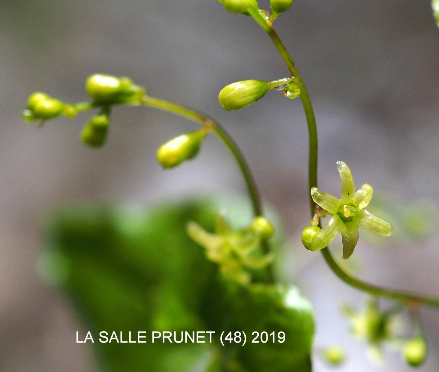 Bryony, Black flower